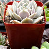 Echeveria Lola