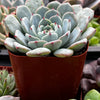 Echeveria Minima Blue Rosette
