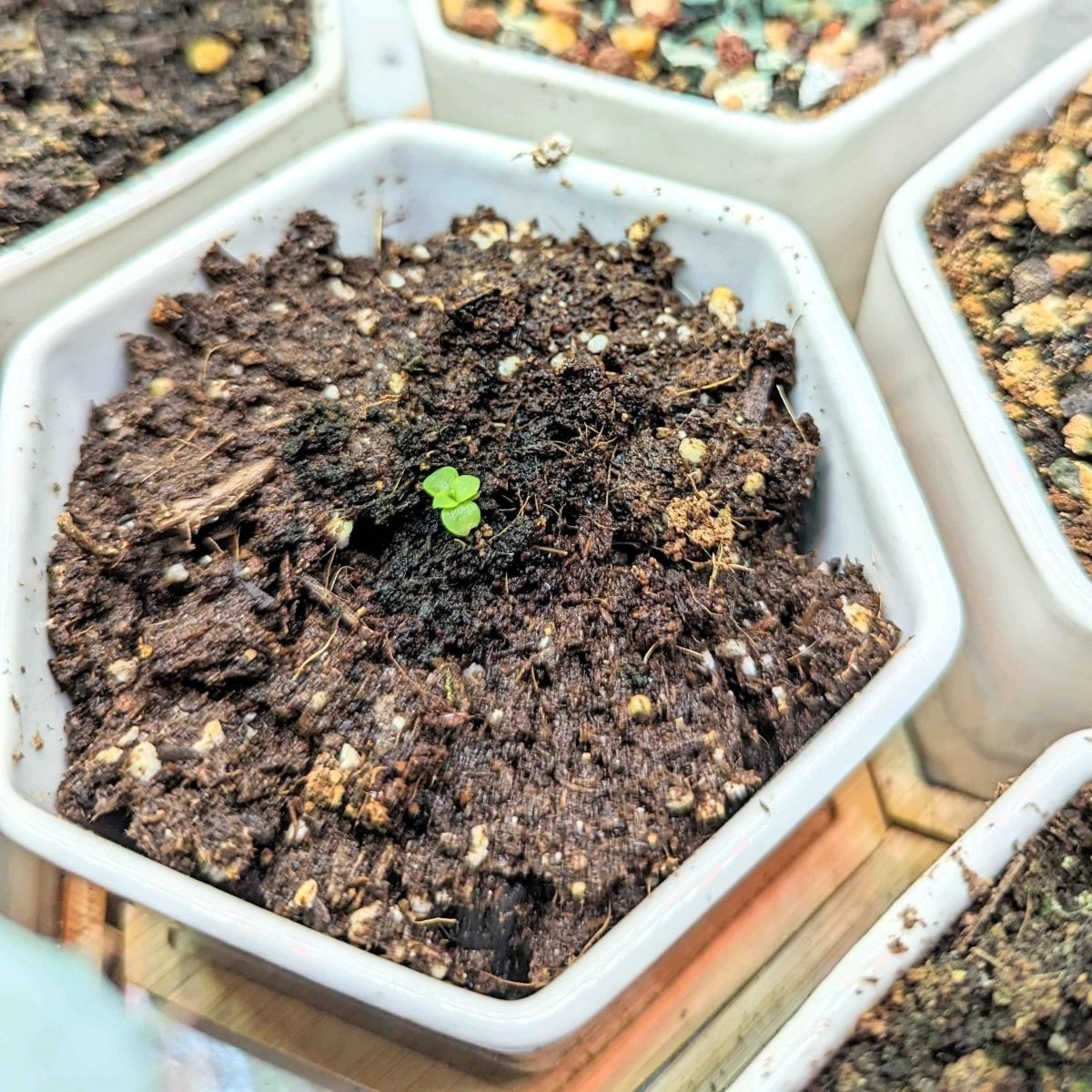 Echeveria Mix Seeds – photo 2