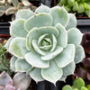 Echeveria Derenbergii (Painted Lady)