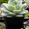 Echeveria Derenbergii (Painted Lady)