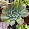 Echeveria Raindrops