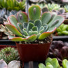 Echeveria Raindrops