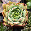 Echeveria Ramillette