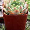 Echeveria Ramillette