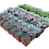 Bulk Echeveria Rosette Succulents