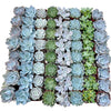 Bulk Echeveria Rosette Succulents