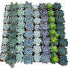 Bulk Echeveria Rosette Succulents