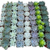 Bulk Echeveria Rosette Succulents