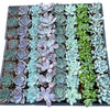 Bulk Echeveria Rosette Succulents
