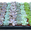 Bulk Echeveria Rosette Succulents