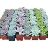 Bulk Echeveria Rosette Succulents