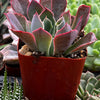 Echeveria Neon Breaker