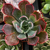 Echeveria Neon Breaker