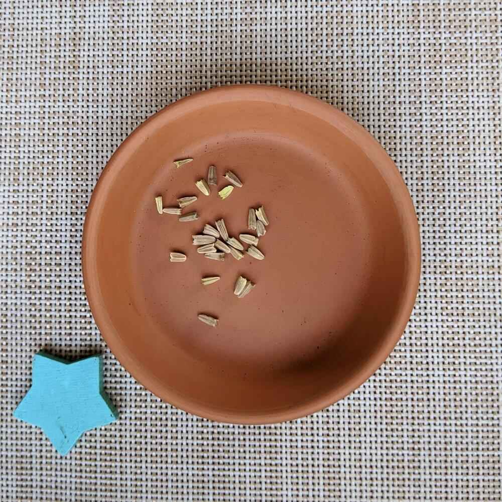 Echinacea Seeds – photo 2