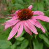 Echinacea Purpurea