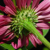 Echinacea Purpurea