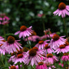 Echinacea Purpurea