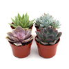 Rosette Succulent Variety Packs