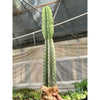 Cactus Cereus Peruvianus - 3 FT
