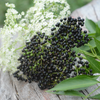 Elderberry, Florida Native (Sambucus canadensis)