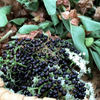 Elderberry, Florida Native (Sambucus canadensis)