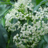 Elderberry, Florida Native (Sambucus canadensis)