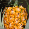 Pineapple 'Elite Gold' (Ananas comosus)