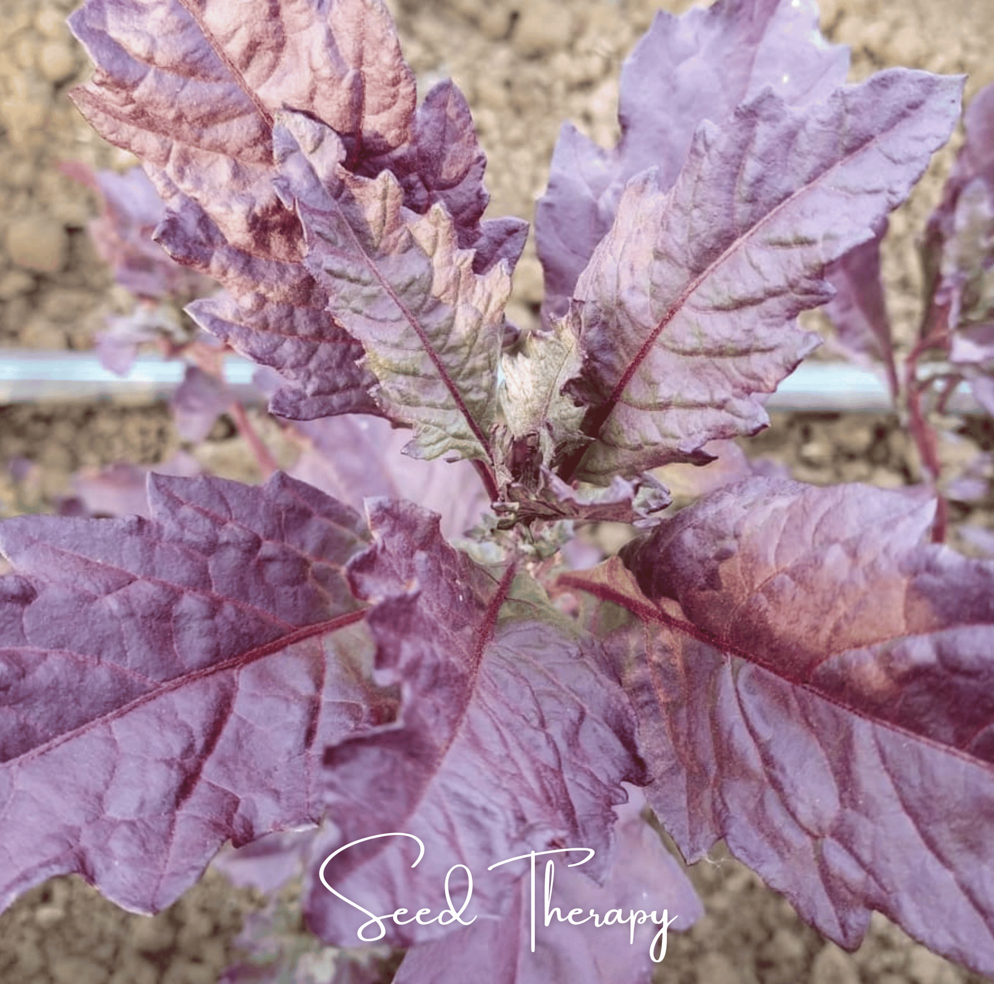 Red Oaxaca Epazote – 100 Seeds