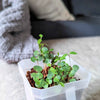 Eucalyptus Citriodora 'Lemon Eucalyptus' Seeds – photo 5