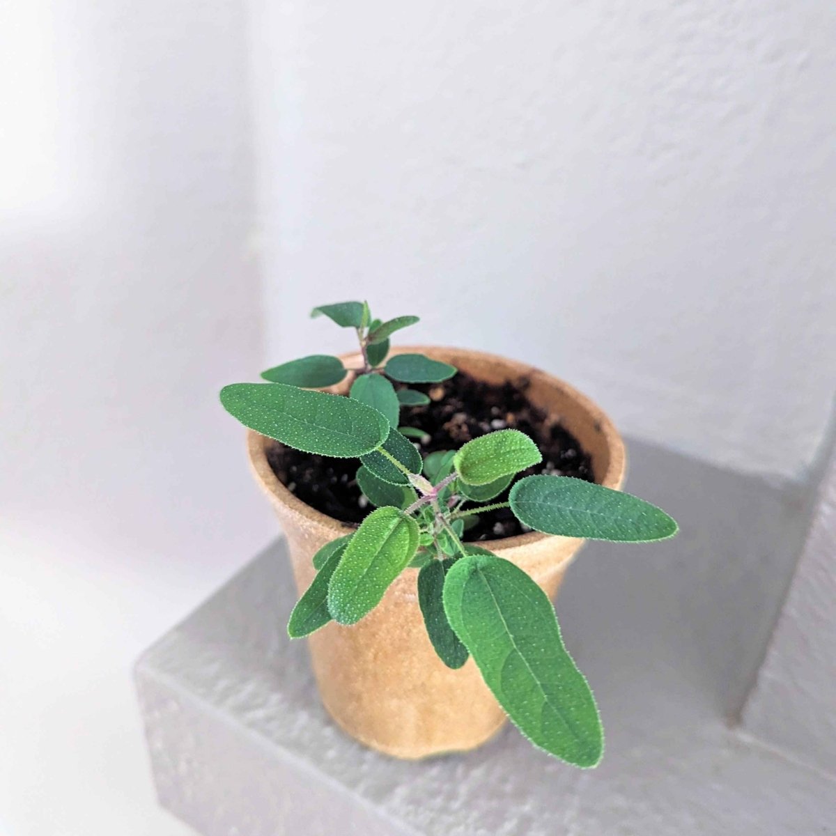 Eucalyptus Citriodora 'Lemon Eucalyptus' Seeds – photo 6