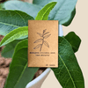 Lemon Eucalyptus Seeds (Eucalyptus citriodora)