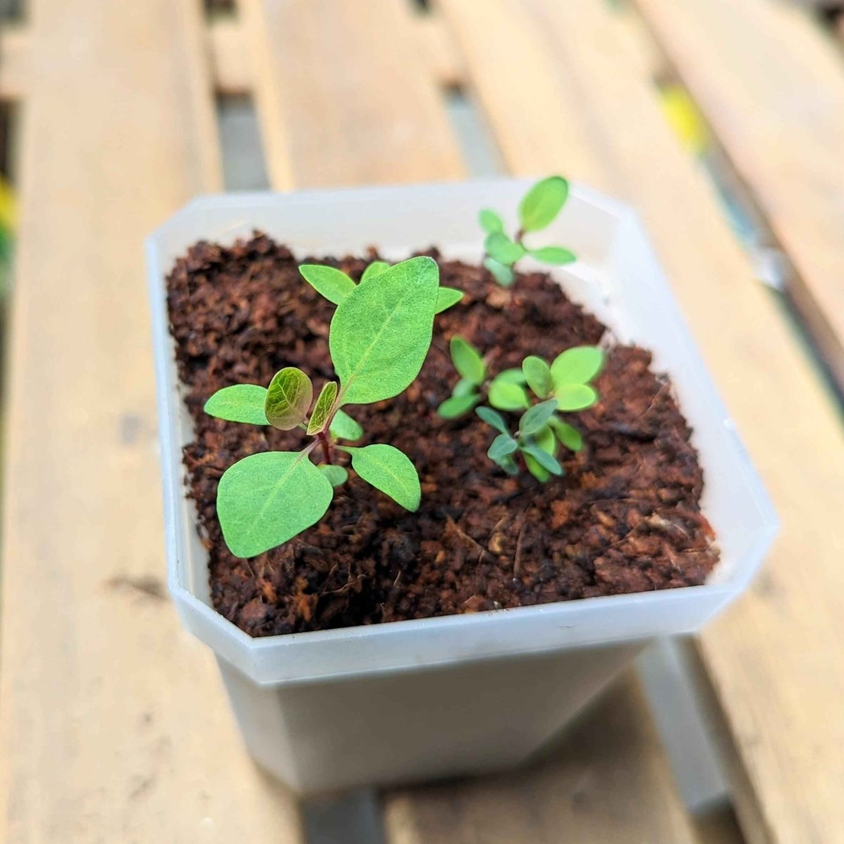 Eucalyptus Polyanthemos 'Silver Plate' Seeds – photo 4