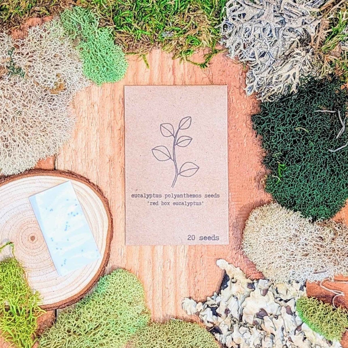 Eucalyptus Polyanthemos 'Silver Plate' Seeds – photo 5