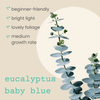 Eucalyptus Pulverulenta 'Baby Blue' Seeds
