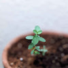 Eucalyptus Pulverulenta 'Baby Blue' Seeds