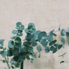 Eucalyptus Pulverulenta 'Baby Blue' Seeds