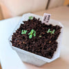 Eucalyptus Pulverulenta 'Baby Blue' Seeds