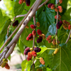Mulberry 'Everbearing' (Morus nigra)