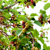 Mulberry 'Everbearing' (Morus nigra)