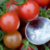 Everglades Tomato (Solanum pimpinellifolium)