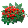 Everglades Tomato (Solanum pimpinellifolium)