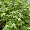 Everglades Tomato (Solanum pimpinellifolium)