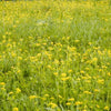 Wild Sunshine™ – Golden Alexander (Zizia aurea) Native Wildflower Seed Pollinator-Friendly, Perennial Ecotype