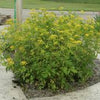 Wild Sunshine™ – Golden Alexander (Zizia aurea) Native Wildflower Seed Pollinator-Friendly, Perennial Ecotype