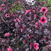 Red Leaf Cranberry Hibiscus (Hibiscus acetosella)