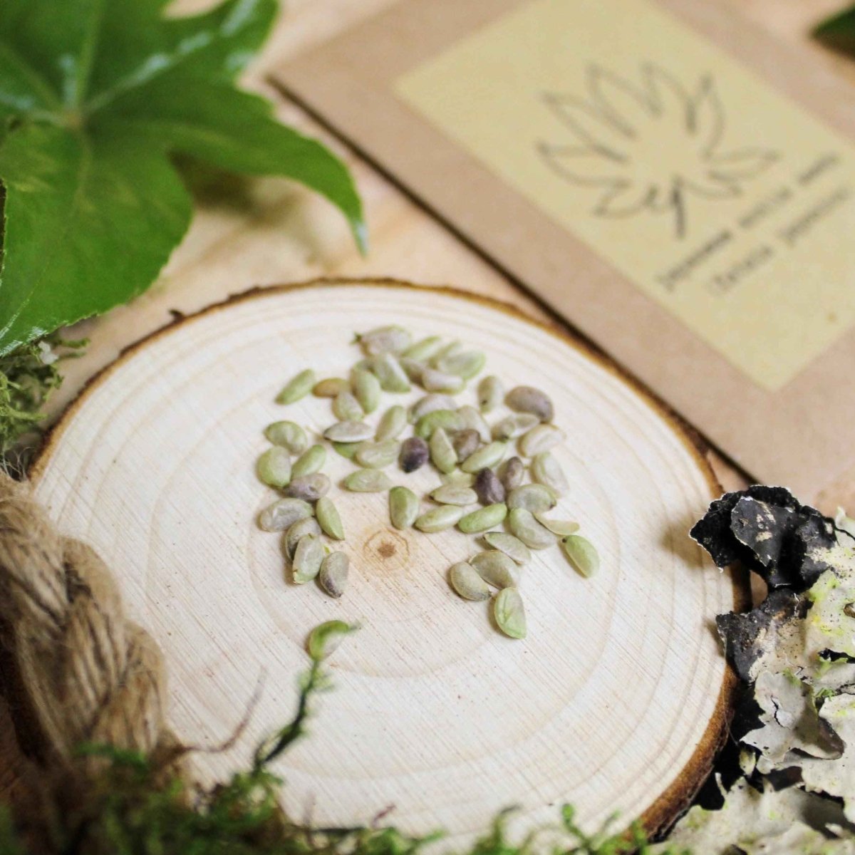 Fatsia Japonica 'Japanese Aralia' Seeds – photo 4