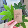Fatsia Japonica 'Japanese Aralia' Seeds – photo 8