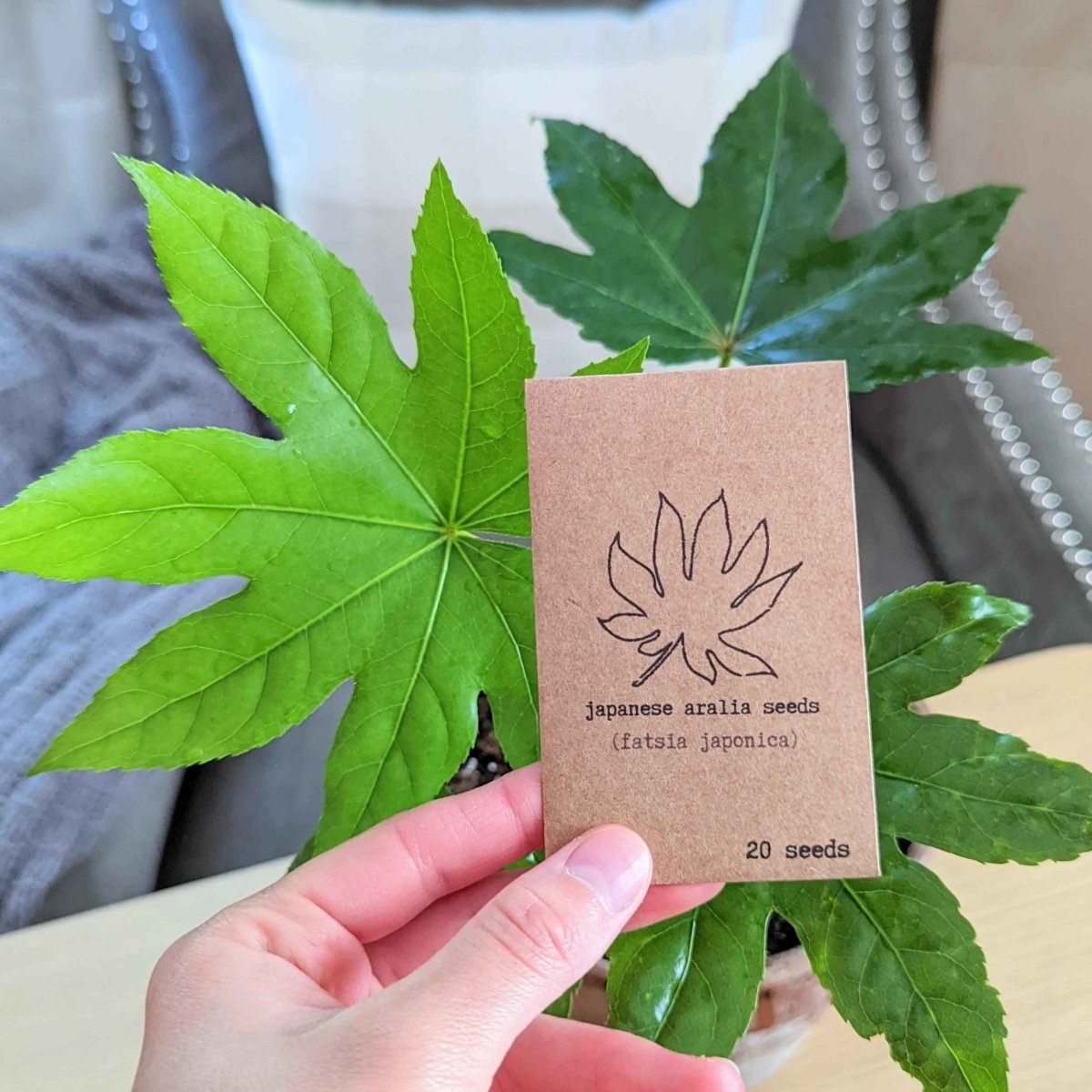 Fatsia Japonica 'Japanese Aralia' Seeds – photo 8