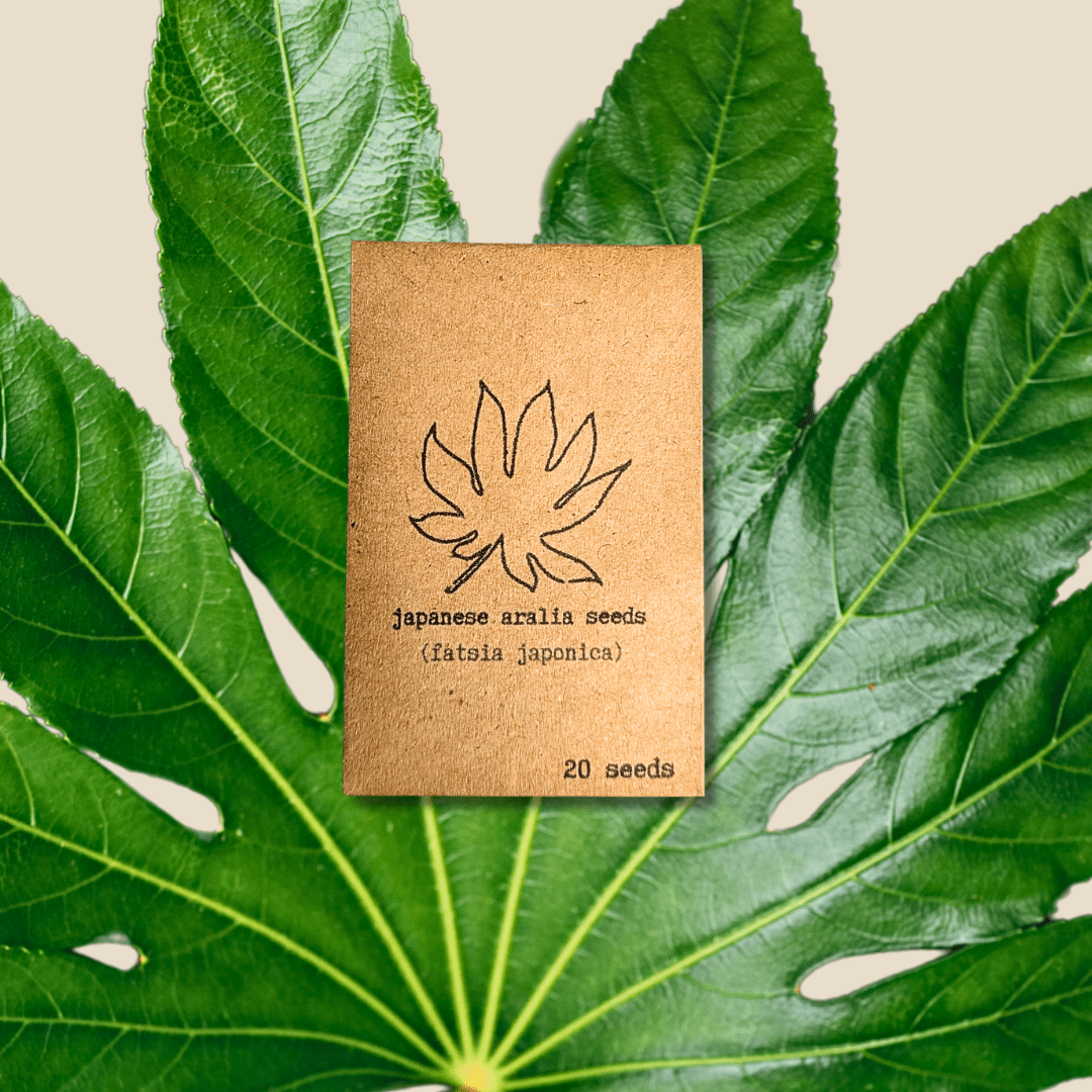 Japanese Aralia Seeds (Fatsia japonica)